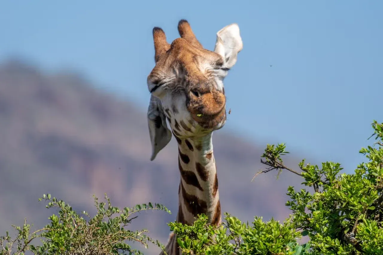 A very happy giraffe chowing down on leaves.