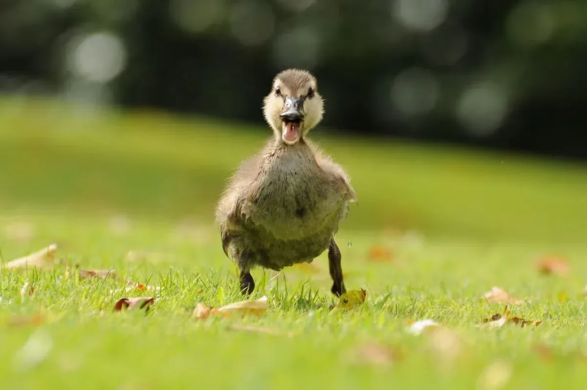 A cute duckling running through the grass.