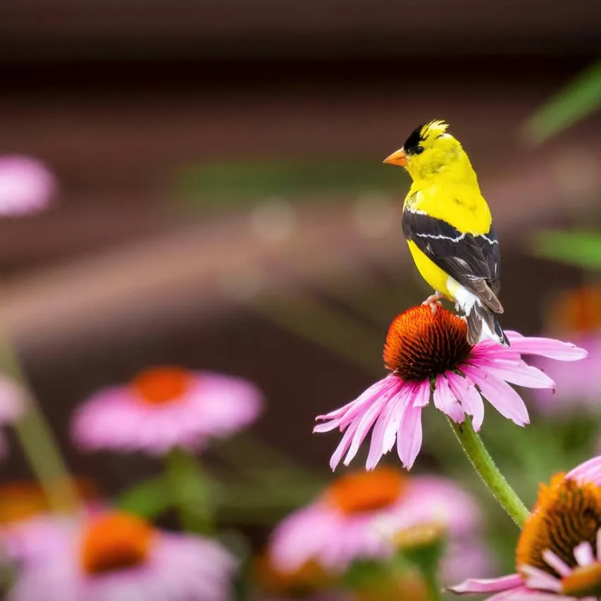Why Birds May Be Avoiding Your Backyard: Insights from an Expert