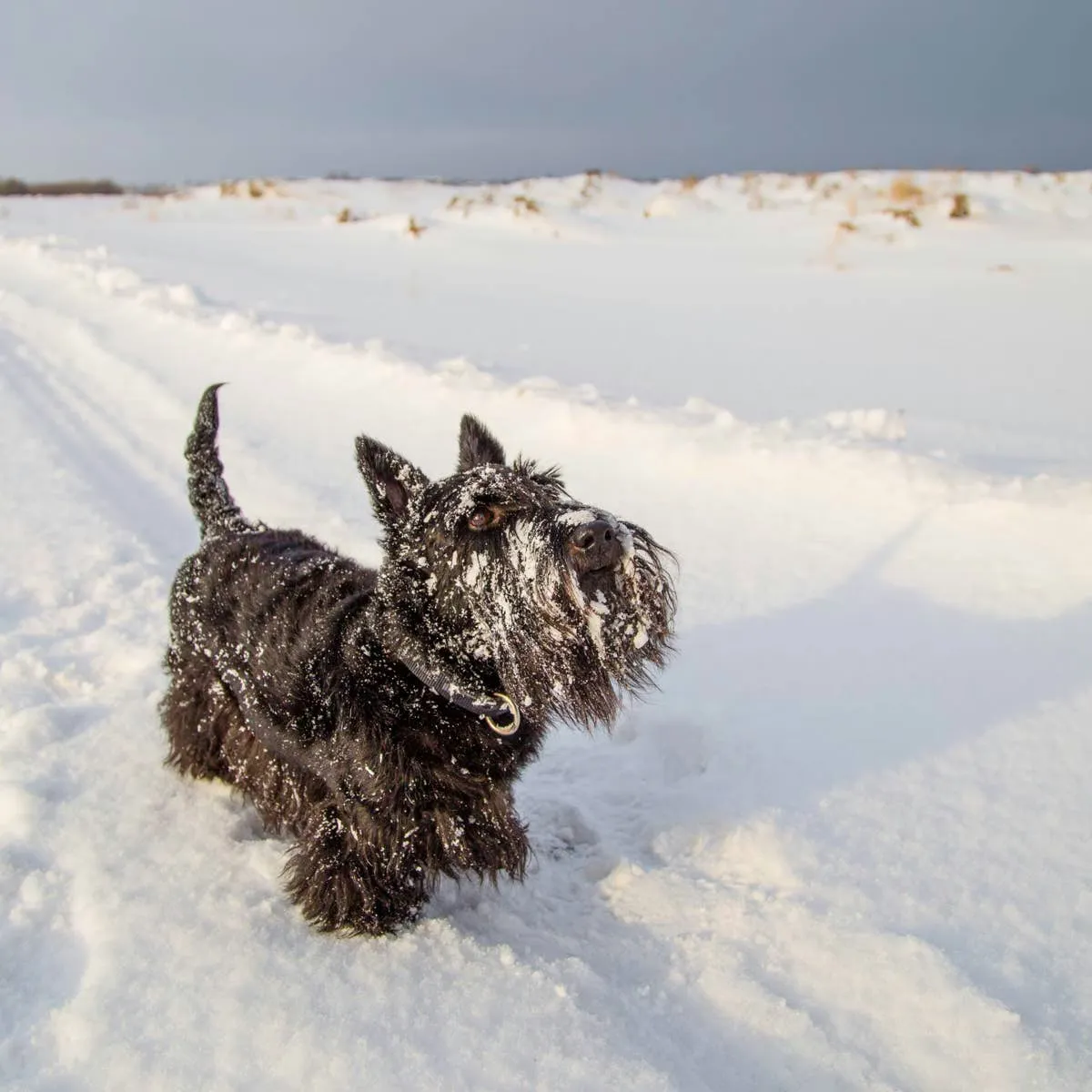Watch This Scottish Terrier Encounter Snow for the Very First Time