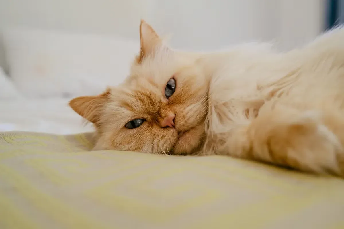 Fluffy Persian cats have a coat that's extra plush.