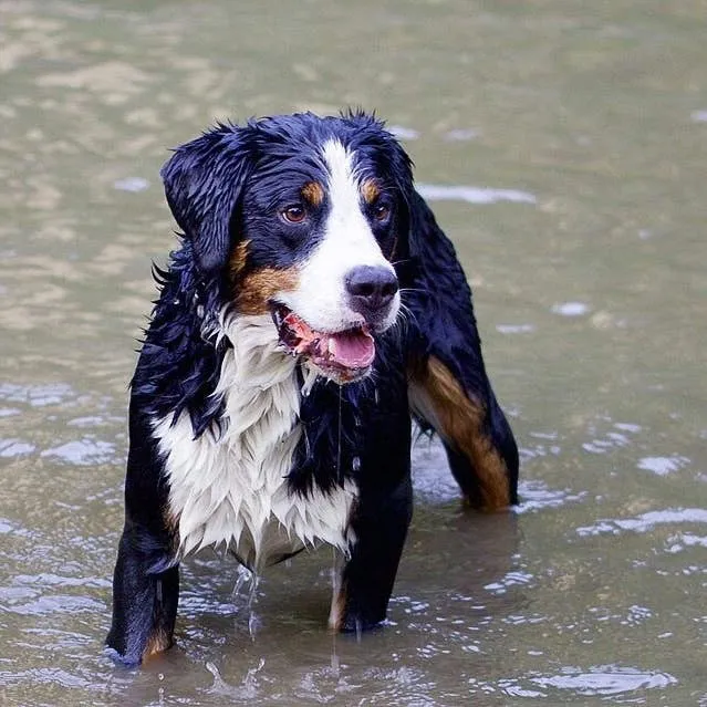 Canine Leptospirosis: What Every Dog Owner Should Know