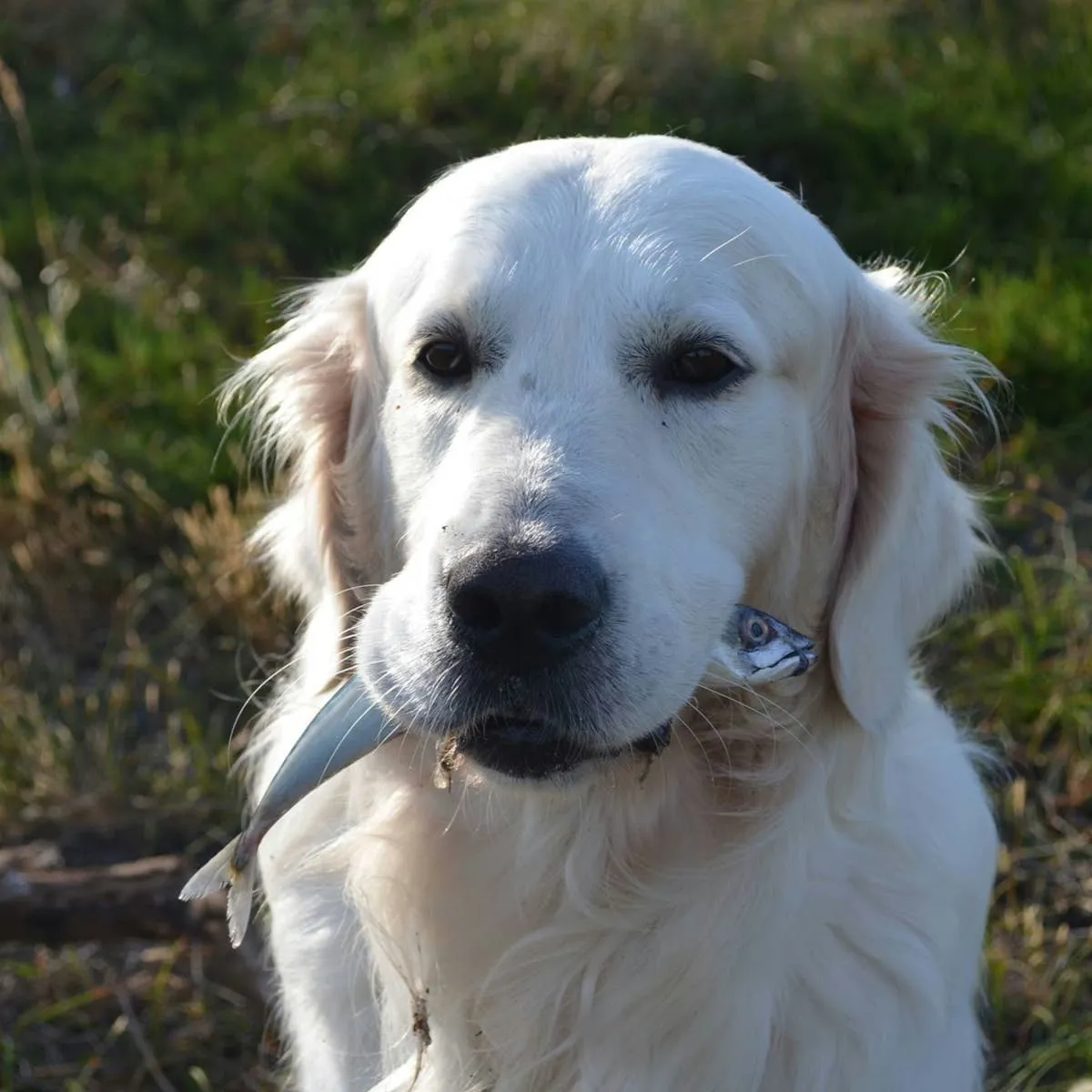When Your Dog Ingestes a Fish Hook: Nonsurgical Approaches and Their Limits