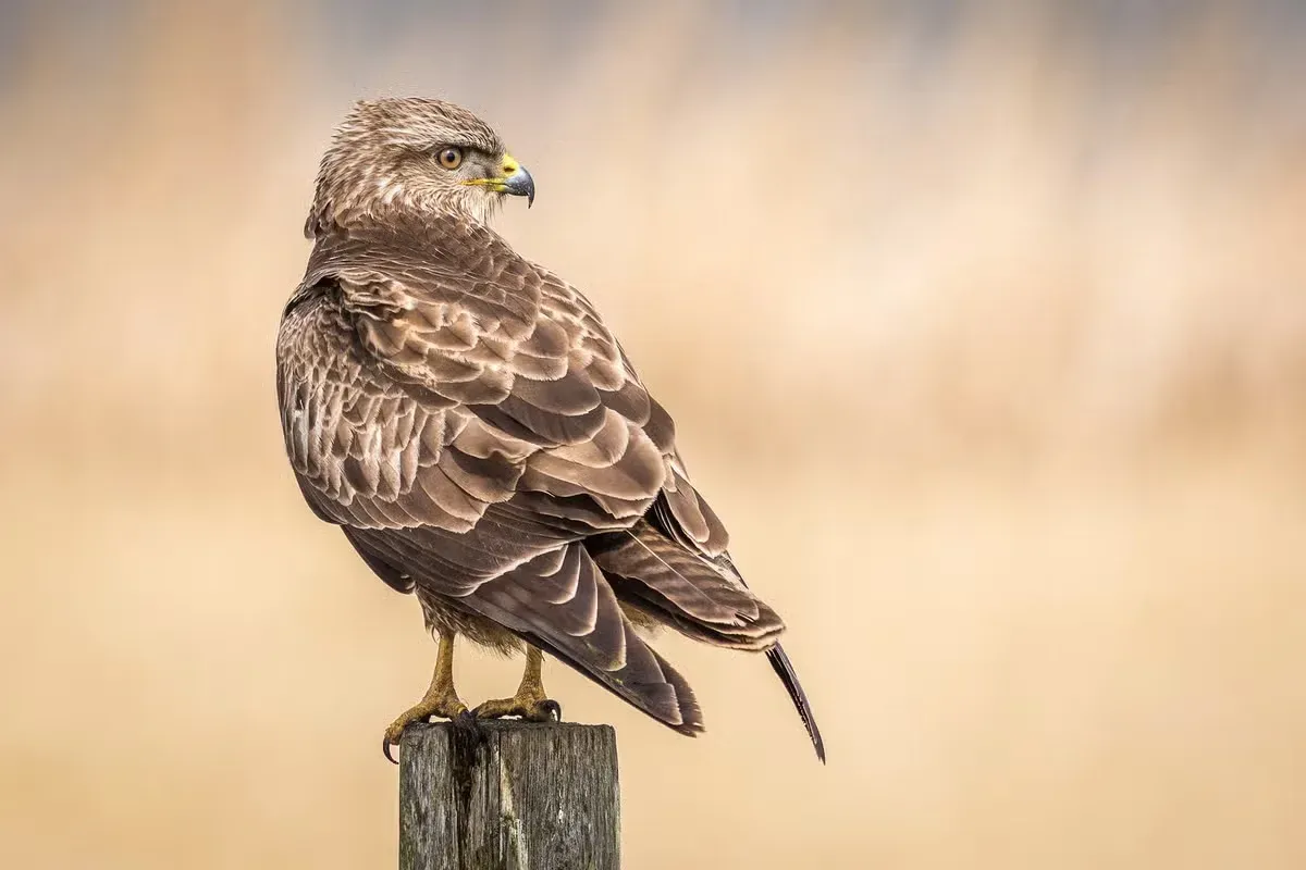 A hawk perched scanning the area for prey.