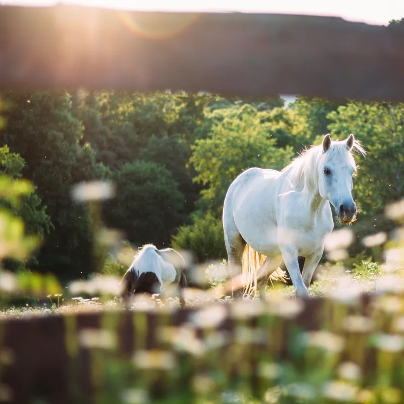 40 Horse Names Drawn from Native American Mythology