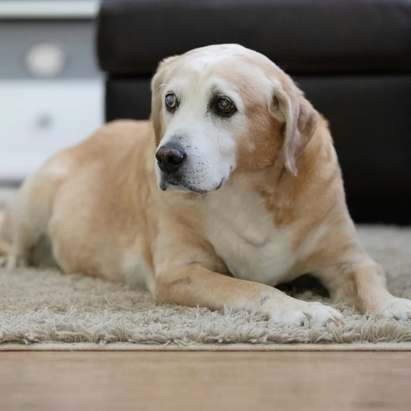 Caring for a Dog That Has Lost Its Sight: A Personal Guide