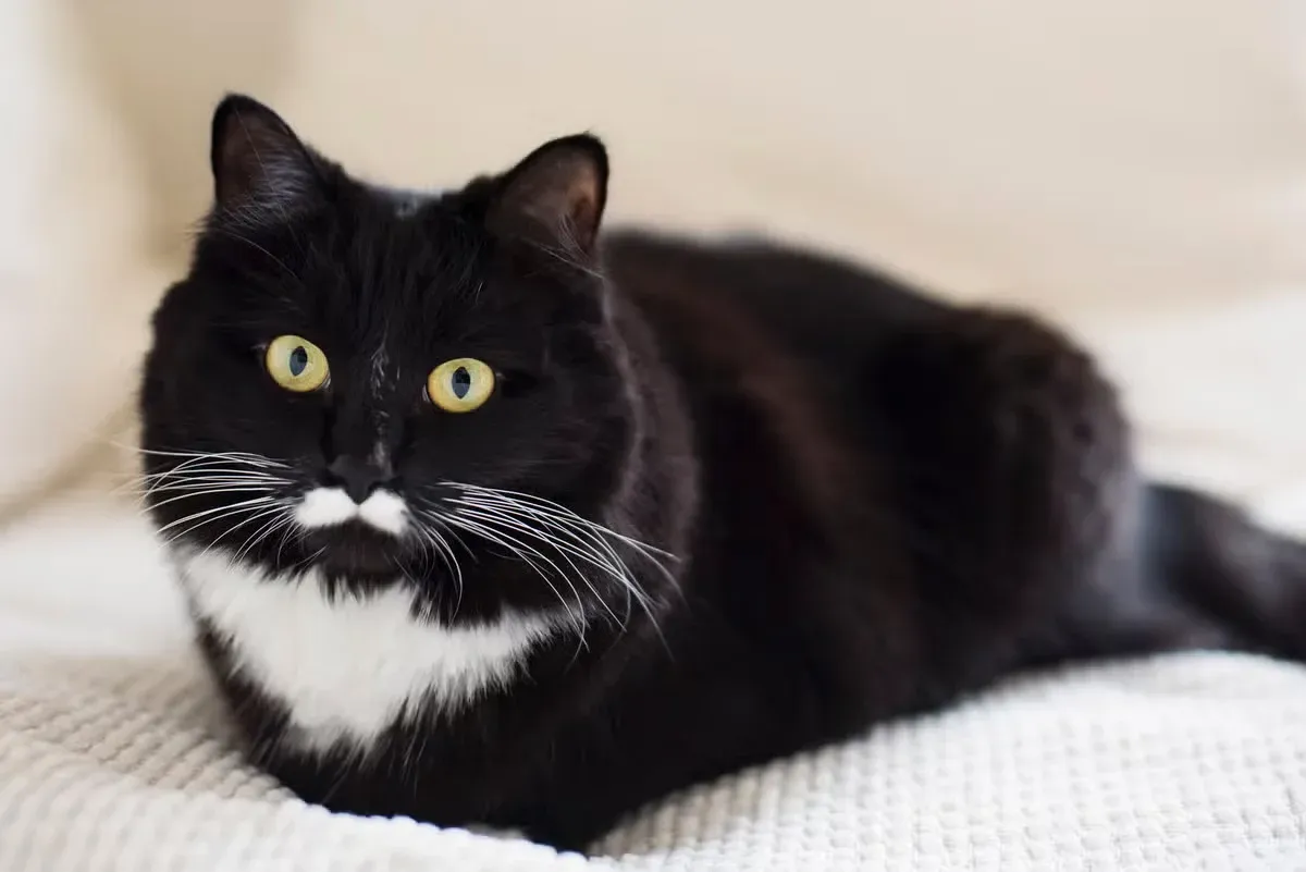 A cute tuxedo cat with an adorable white mustache