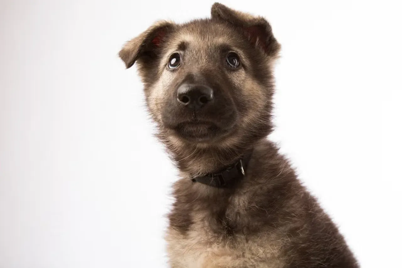A Shiloh Shepherd puppy that is a German Shepherd similar breed.