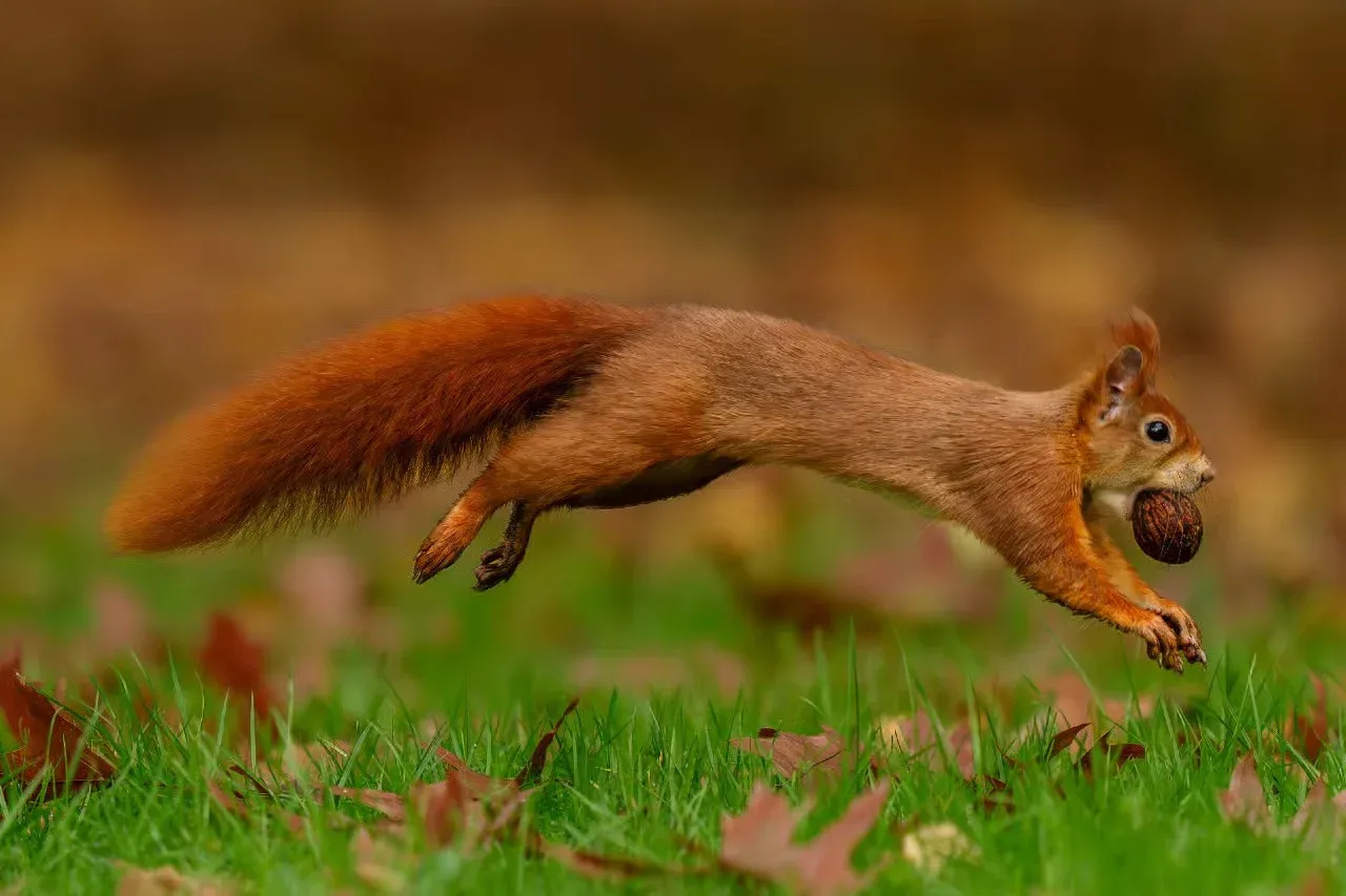A red squirrel running with a nut in their mouth.