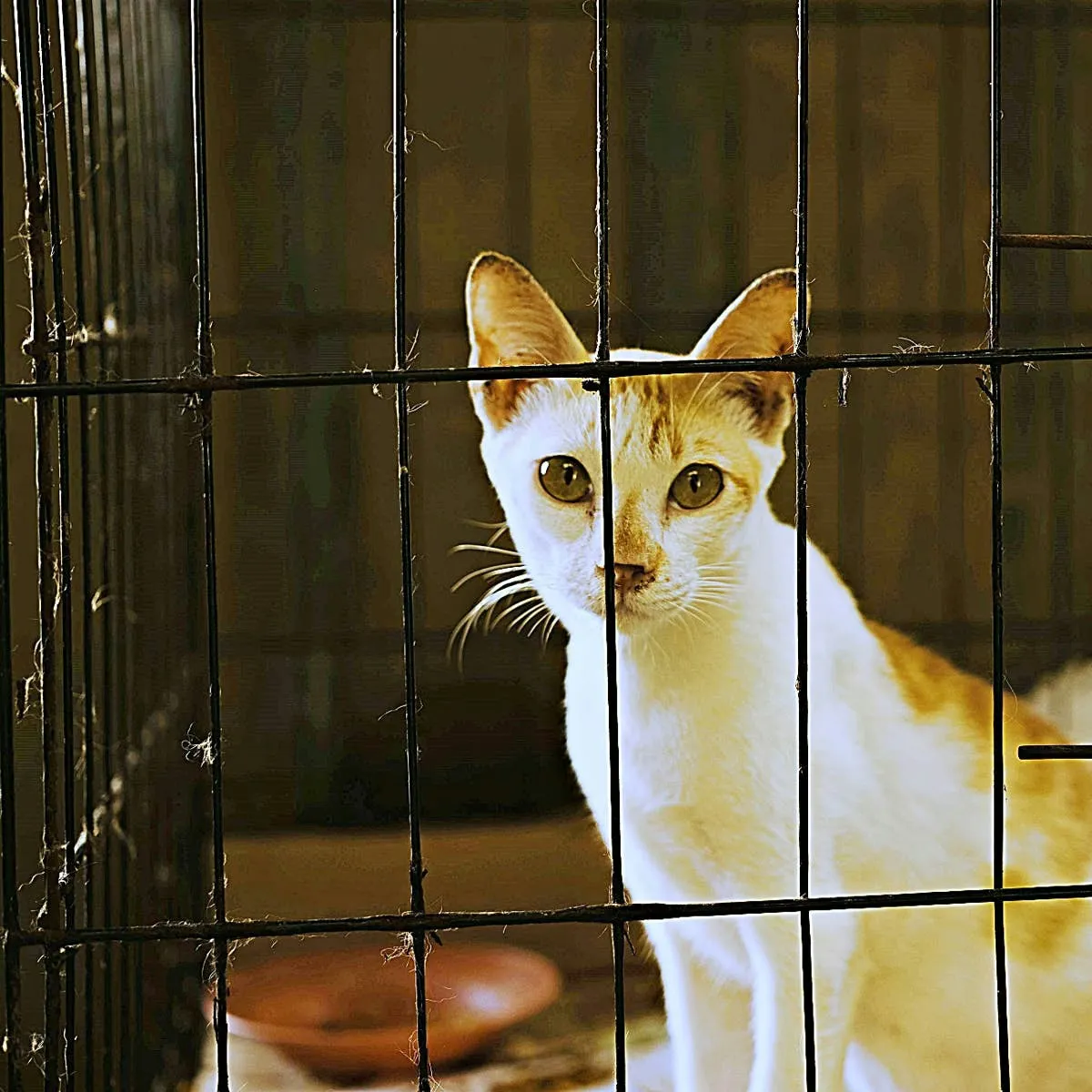 Beyond the Cage: Practical Reasons for Temporary Confinement of Cats