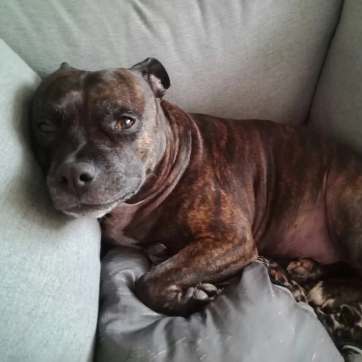 Life With a Dog After Urethrostomy: What to Expect Down the Road