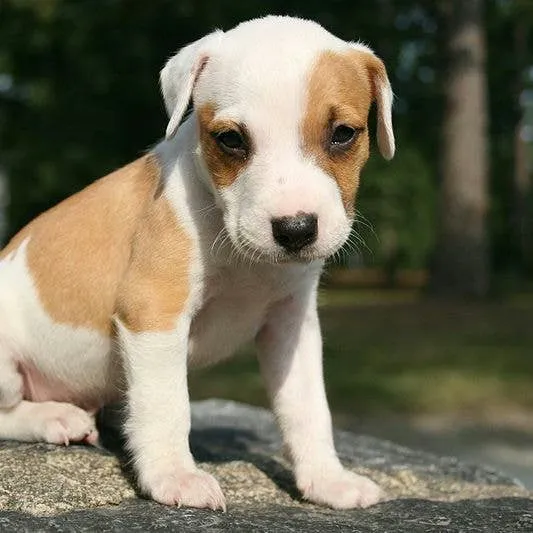Puppy Training Basics: Mastering Sit, Stay, and Wait