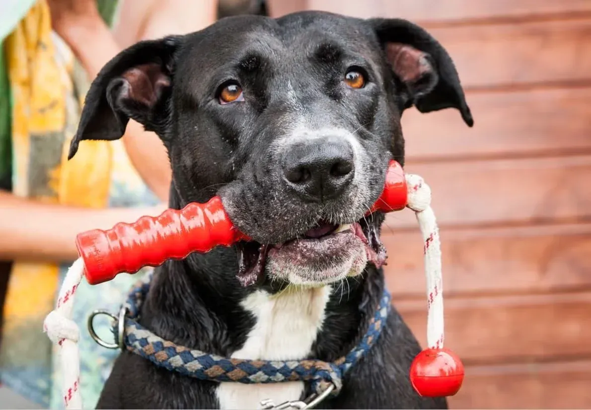 Black dog with a toy in his mouth