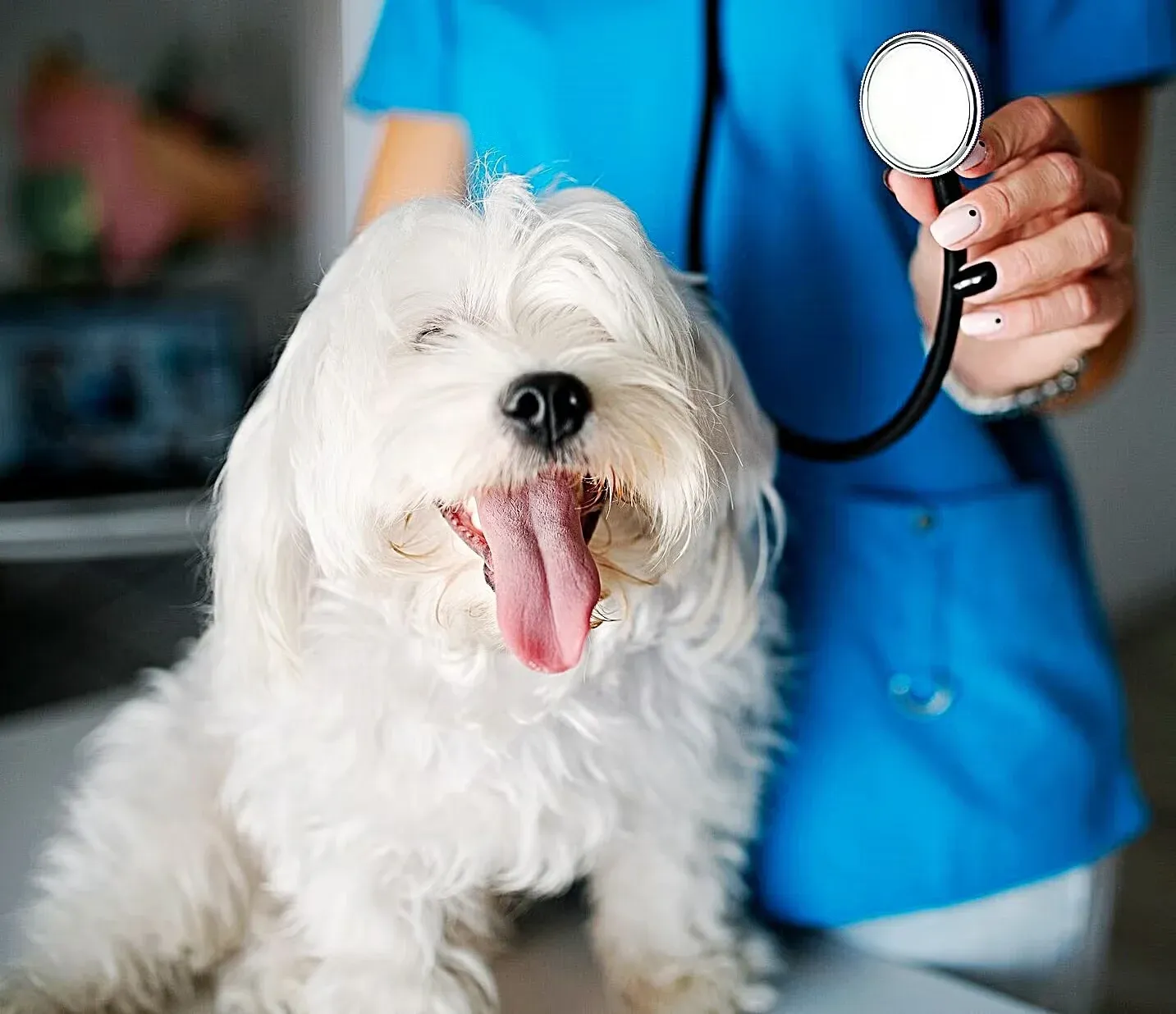 White dog at vet