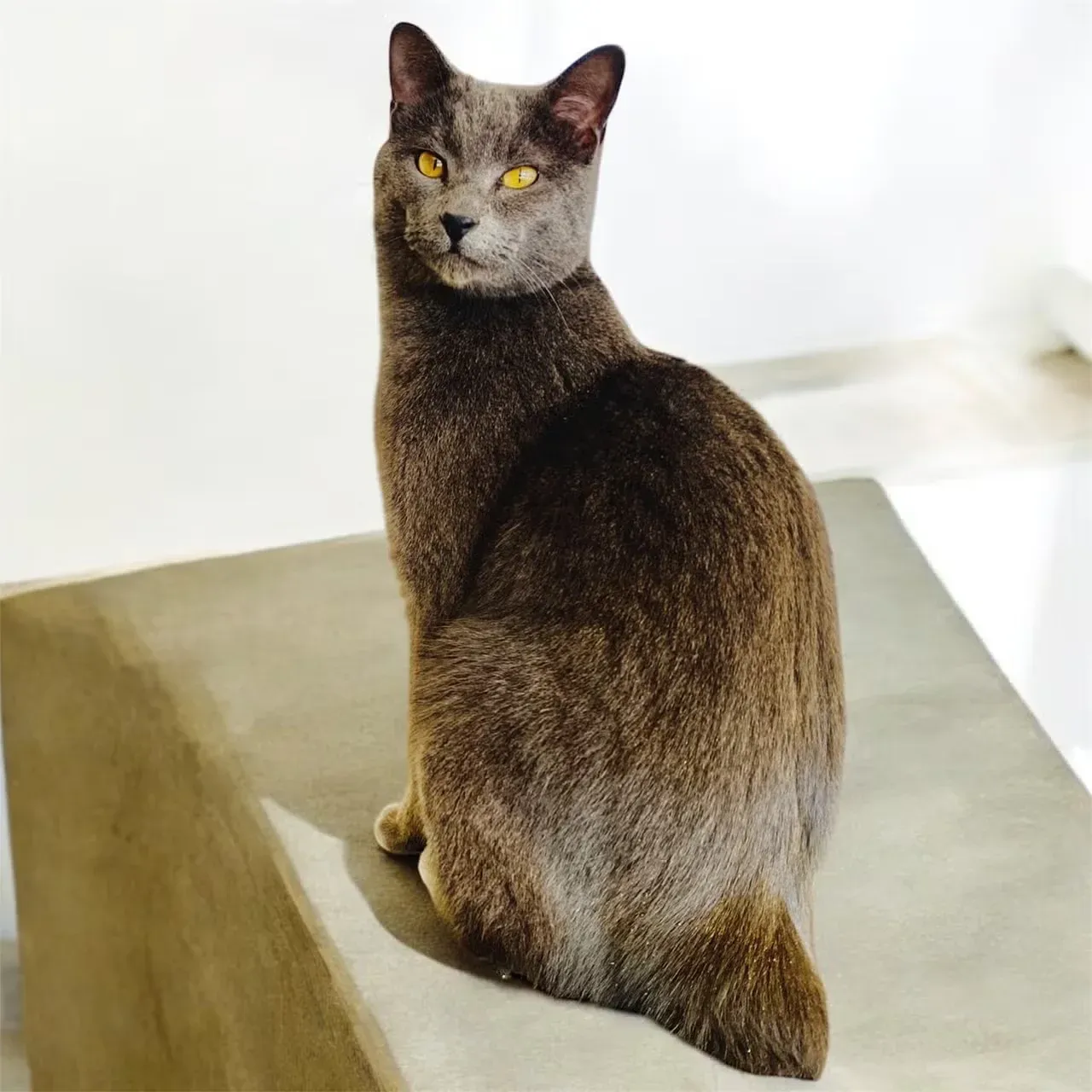 A pretty Gray Manx cat sitting inside.