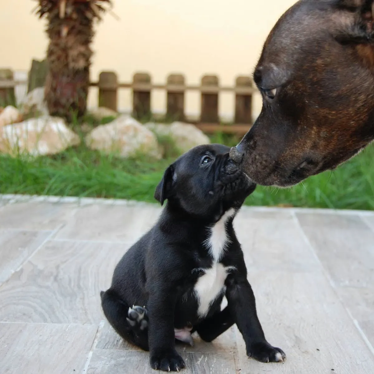 Breeding Your Female Dog: A Step-by-Step Handbook