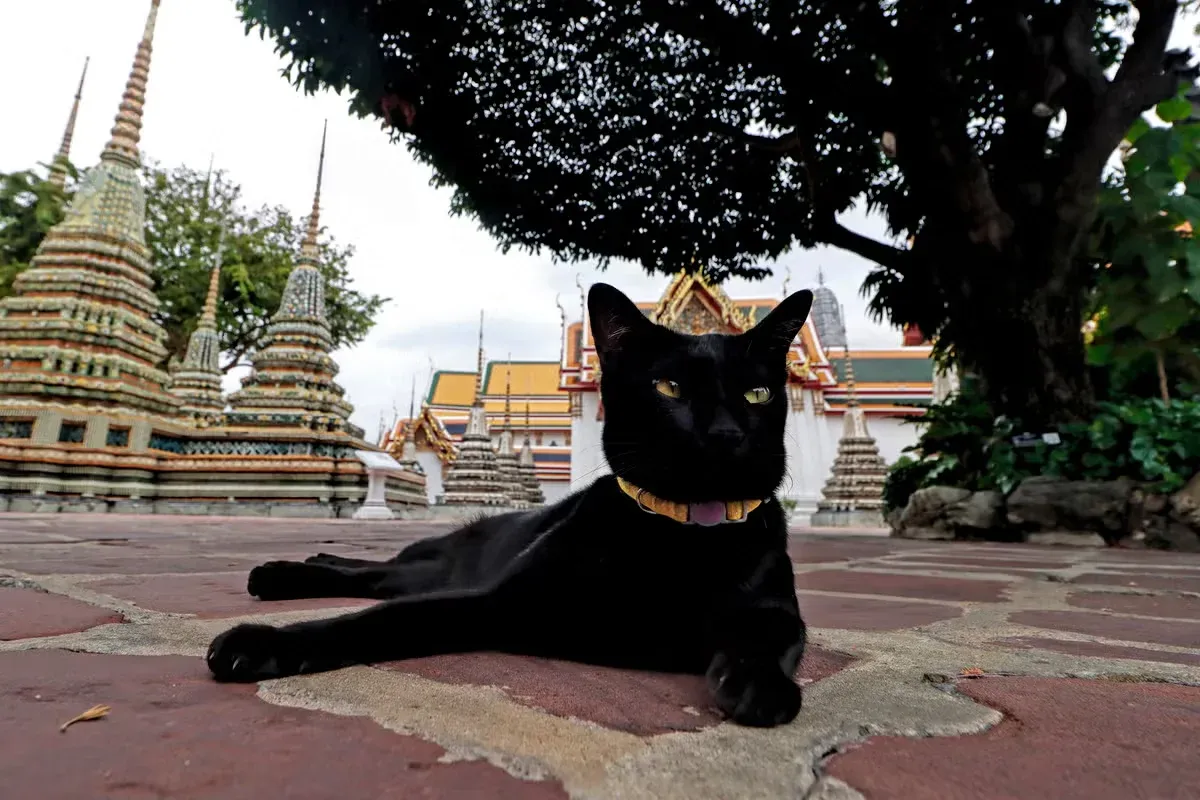 A black cat resting on the grounds of a temple in Thailand.