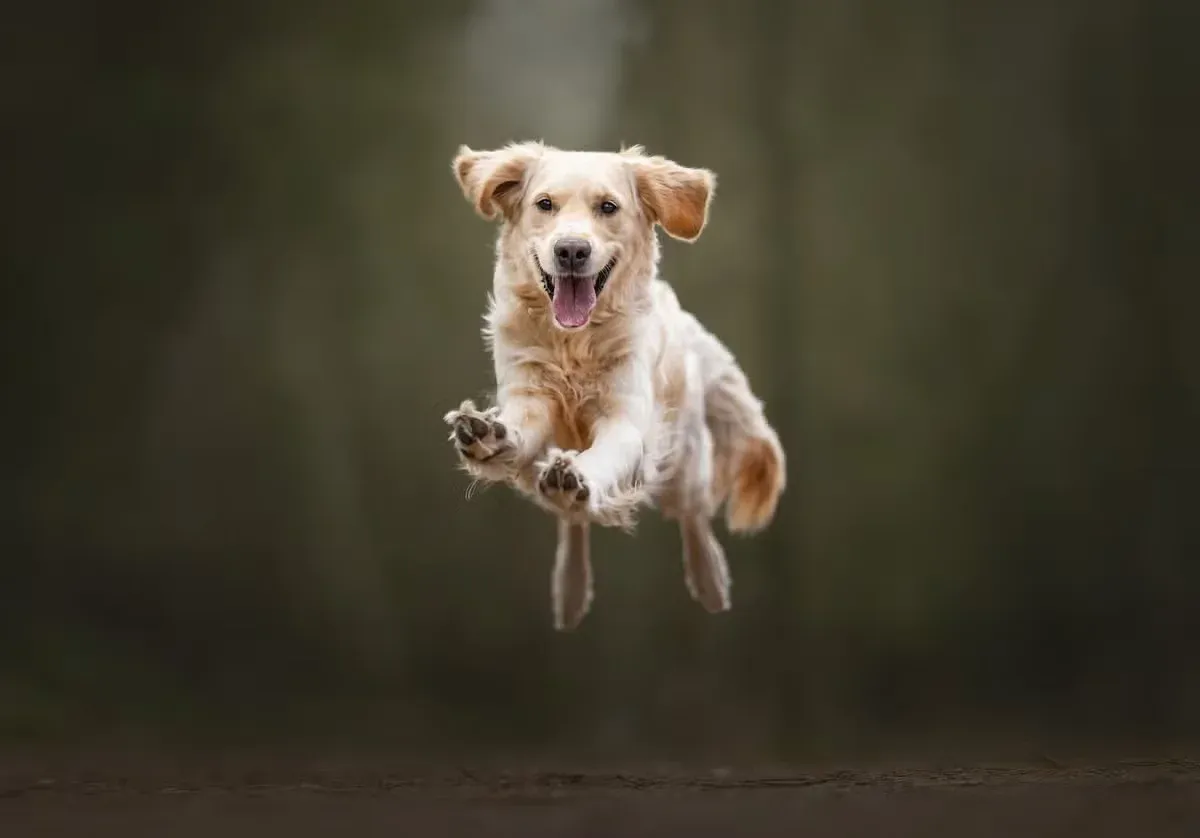 Built for activity, this breed loves running and outdoor play.