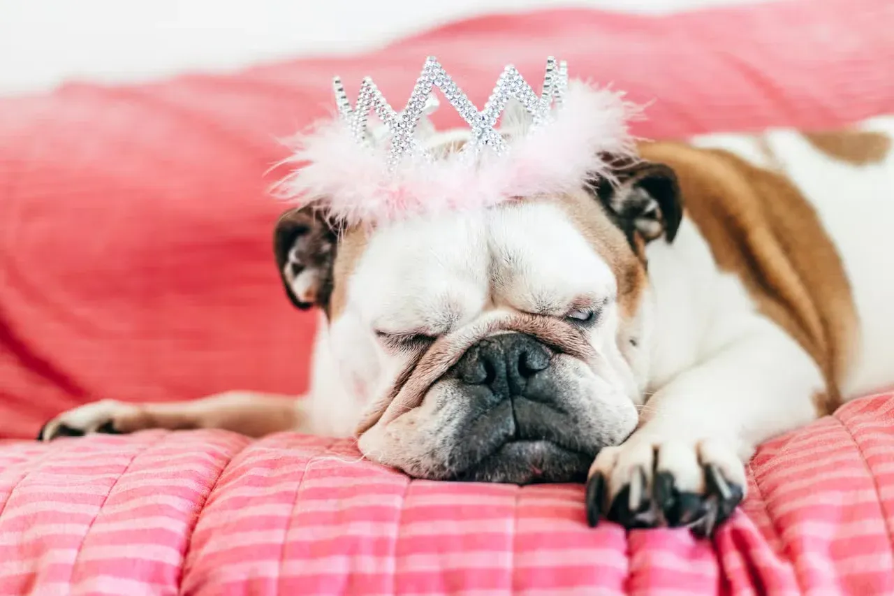 A Bulldog wearing a princess tiara with a regal name.