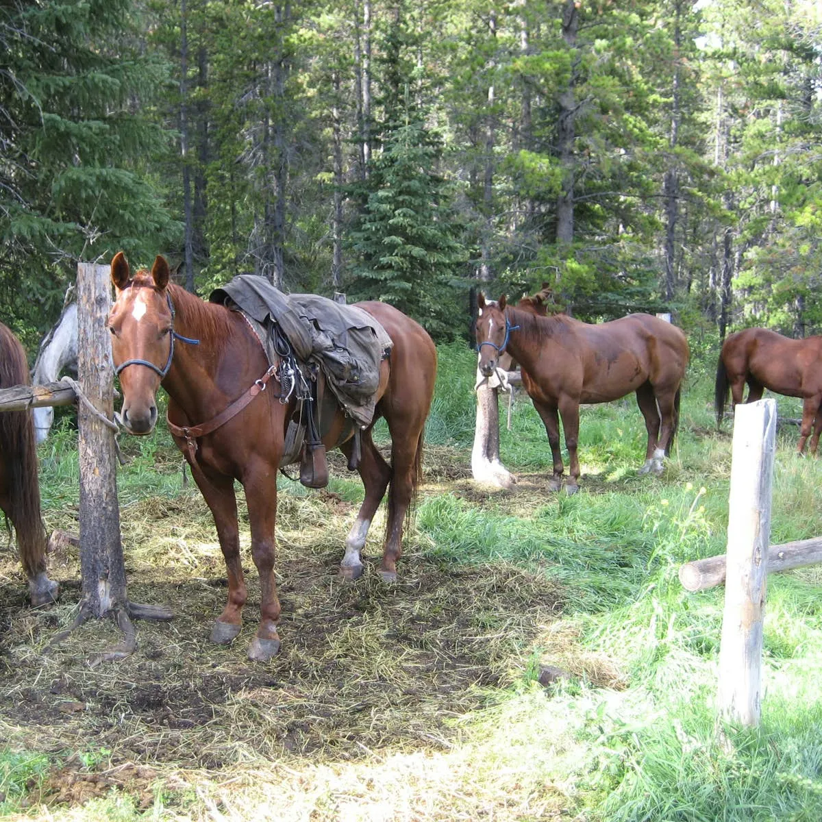 Understanding Equine Bucking: Triggers and Solutions