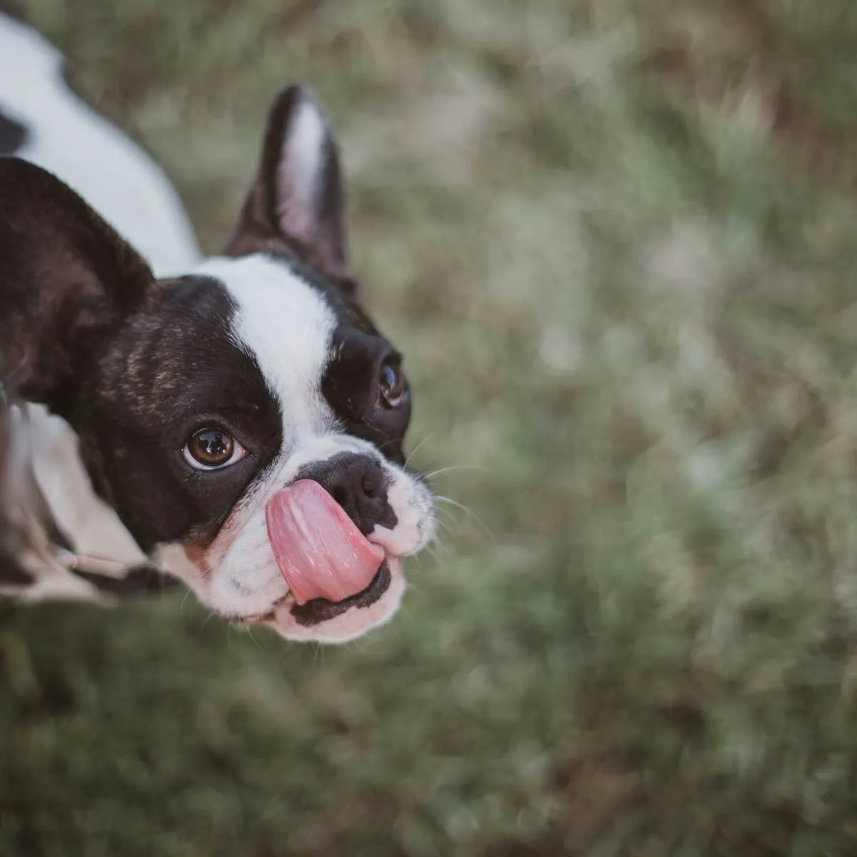 When Your Dog Won't Stop Licking His Lips: Possible Explanations