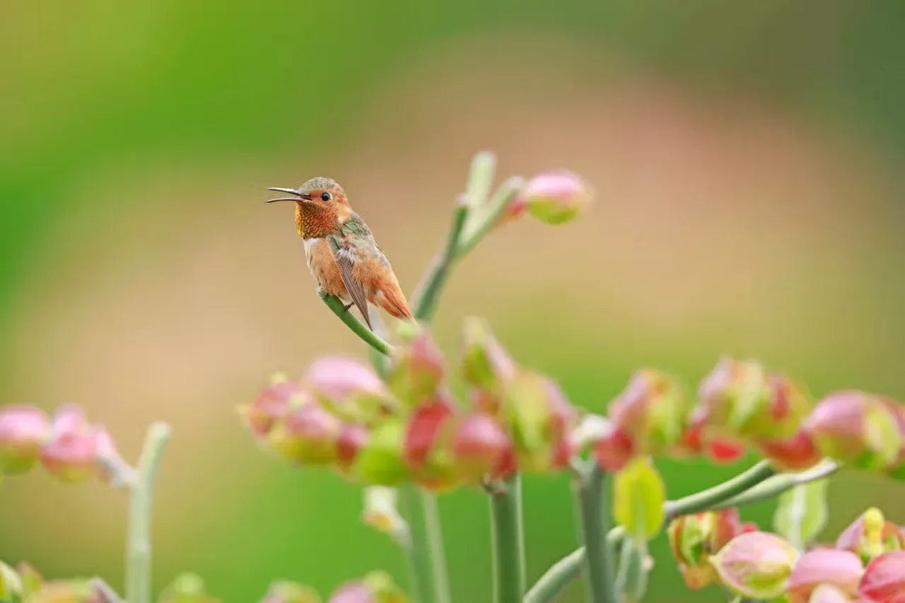 A tiny Allen's hummingbird perched on a flower.