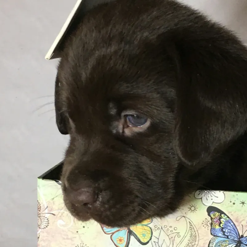 What to Expect from an American Staffordshire Terrier and Chocolate Lab Cross
