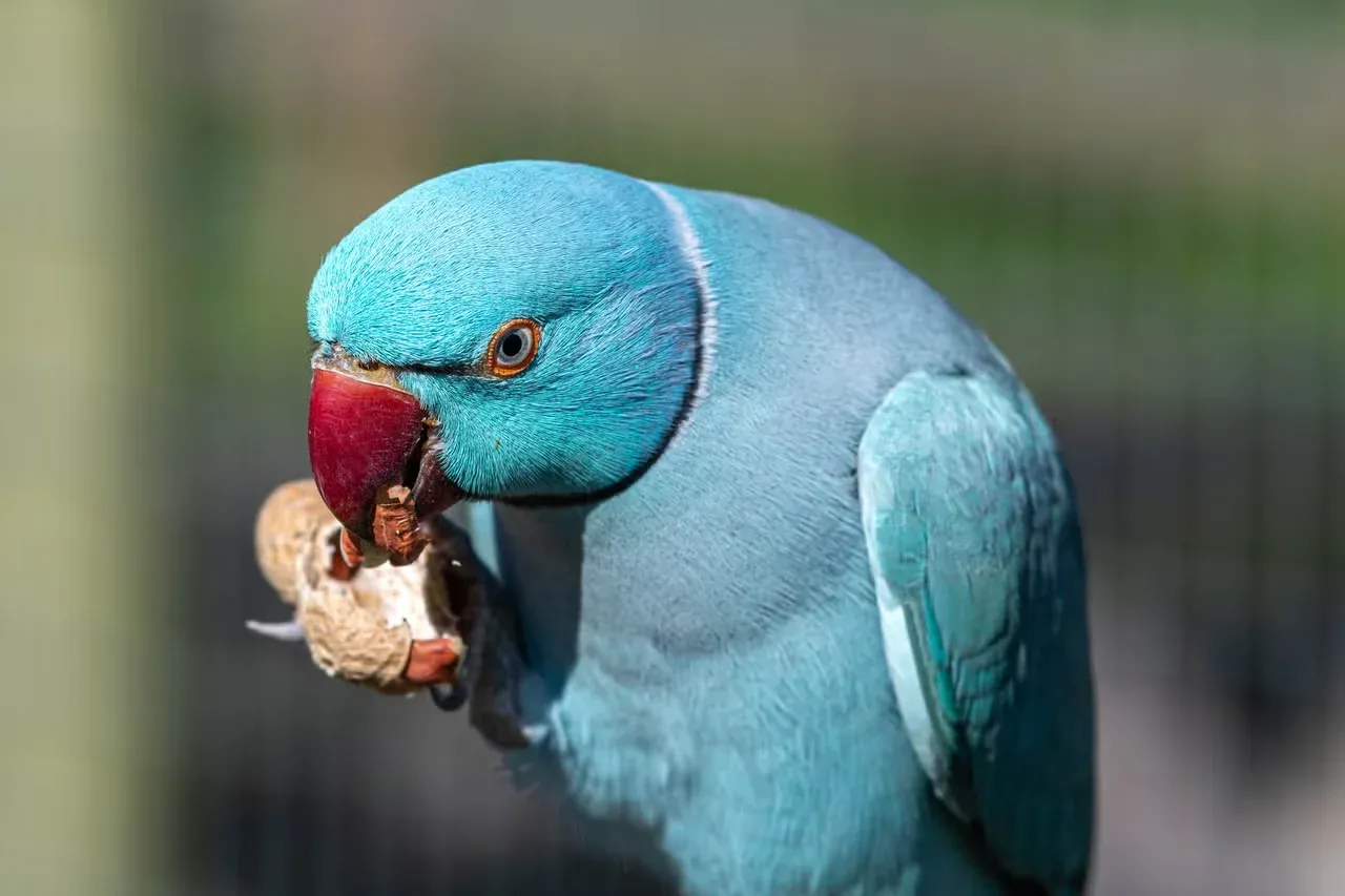 A blue speaking bird eating a peanut.
