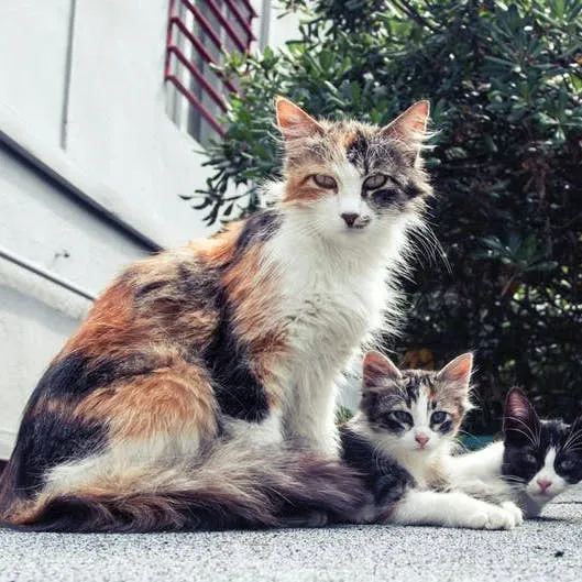 Great Ideas for Naming Your New Feline Friend