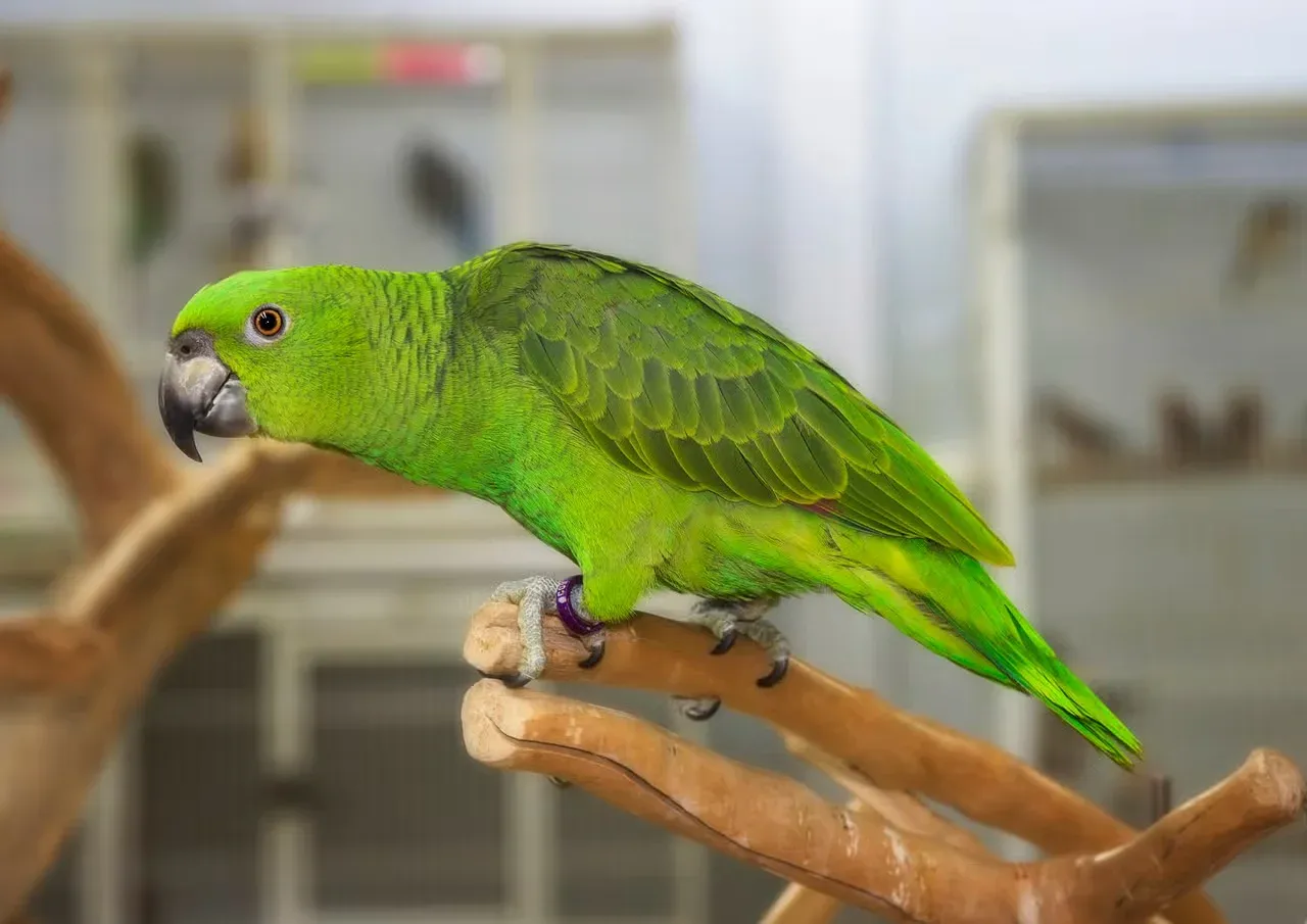 An Amazon parrot listening to a conversation.