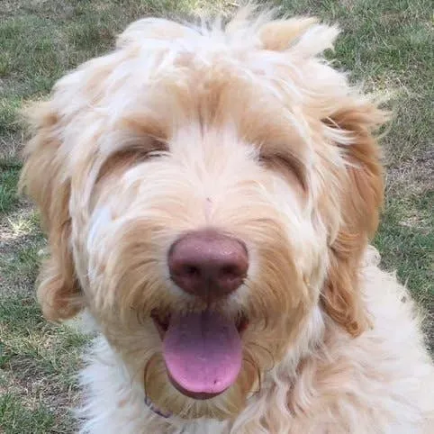 Why the Double Doodle Makes a Wonderful Addition to Any Household