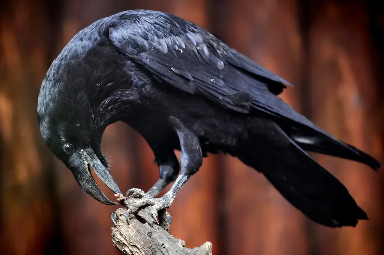 A large raven perched on a branch.