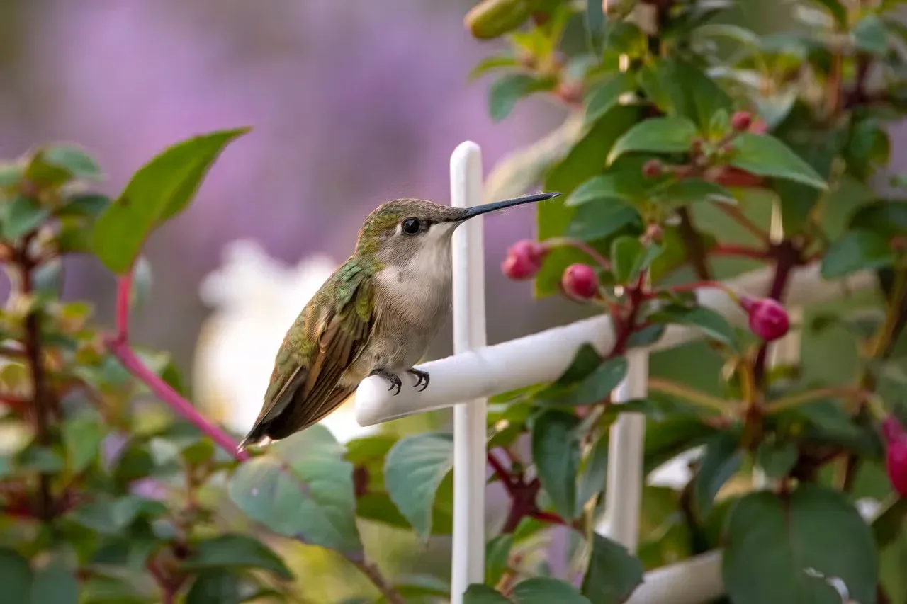 A hummingbird perched on a little white garden fence.