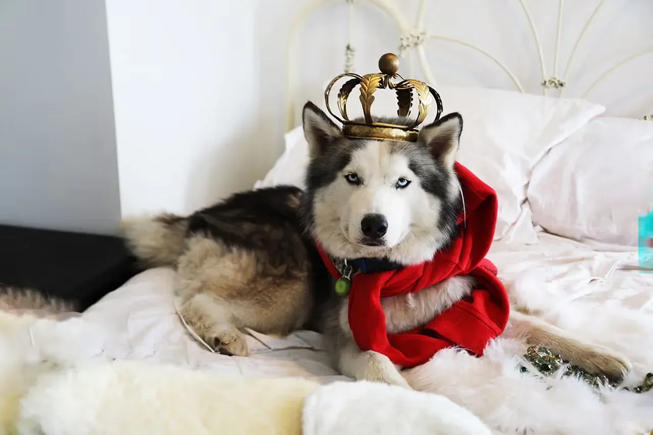 A Siberian Husky wearing a cape and crown.