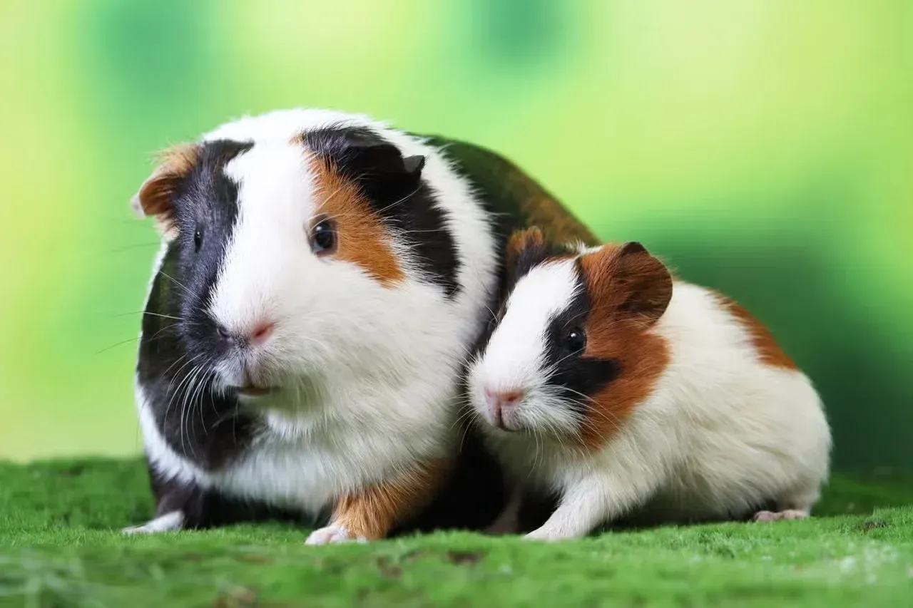 Two guinea pigs cuddling.
