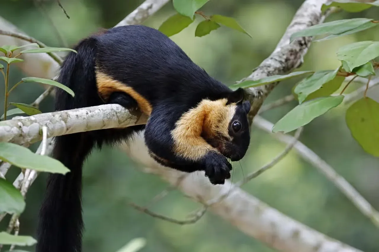 A black giant squirrel sitting in a tree.