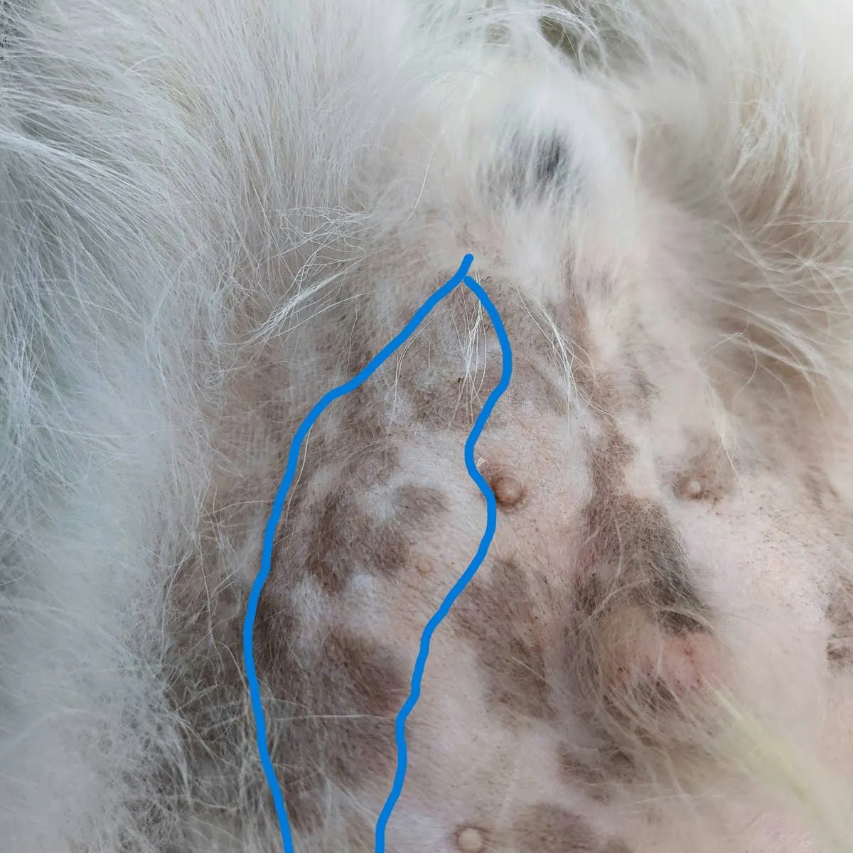 Puppy Belly Bump: What Could It Be?