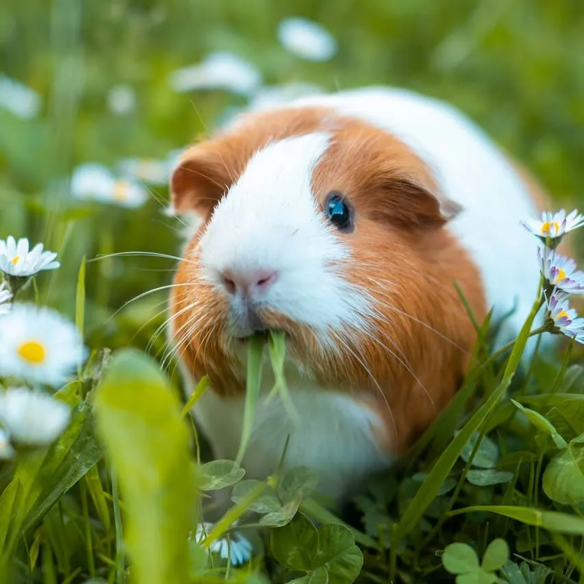 Guinea Pig Name Ideas: Over 200 Options for Every Personality