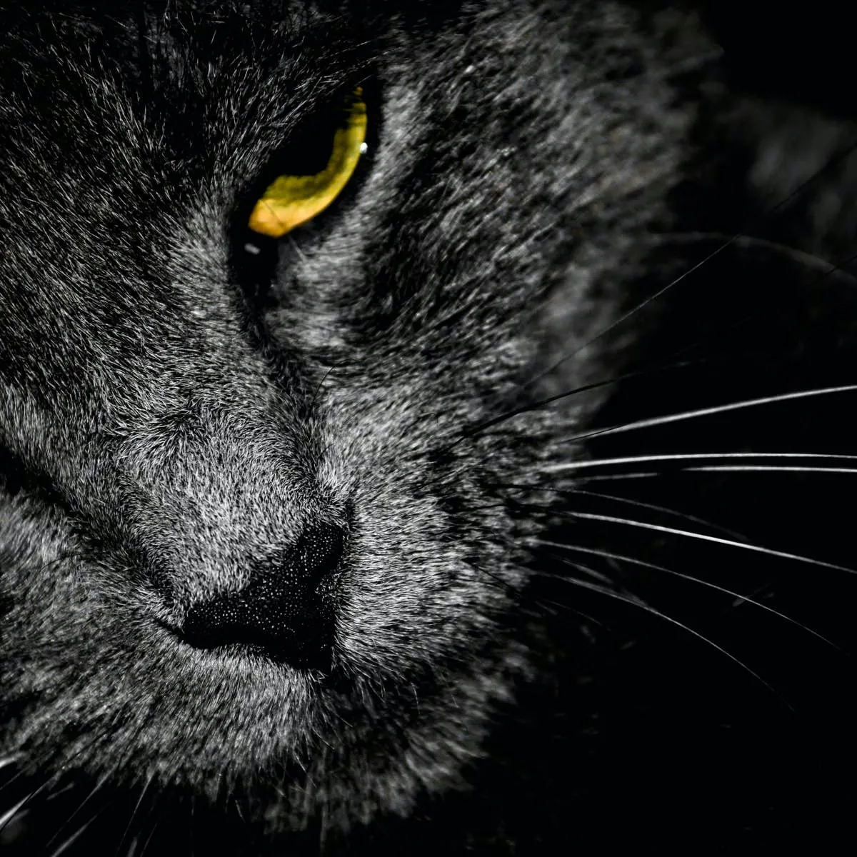 Recognizing Ocular Issues in Your Feline