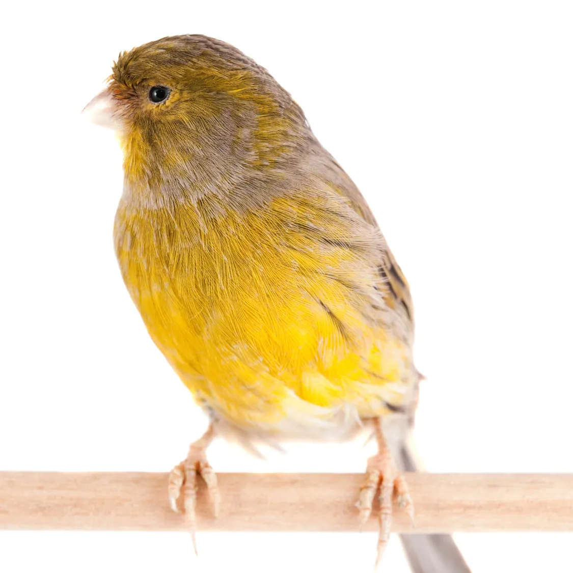 Canary Health: A Comprehensive Guide to Recognizing and Managing Illness