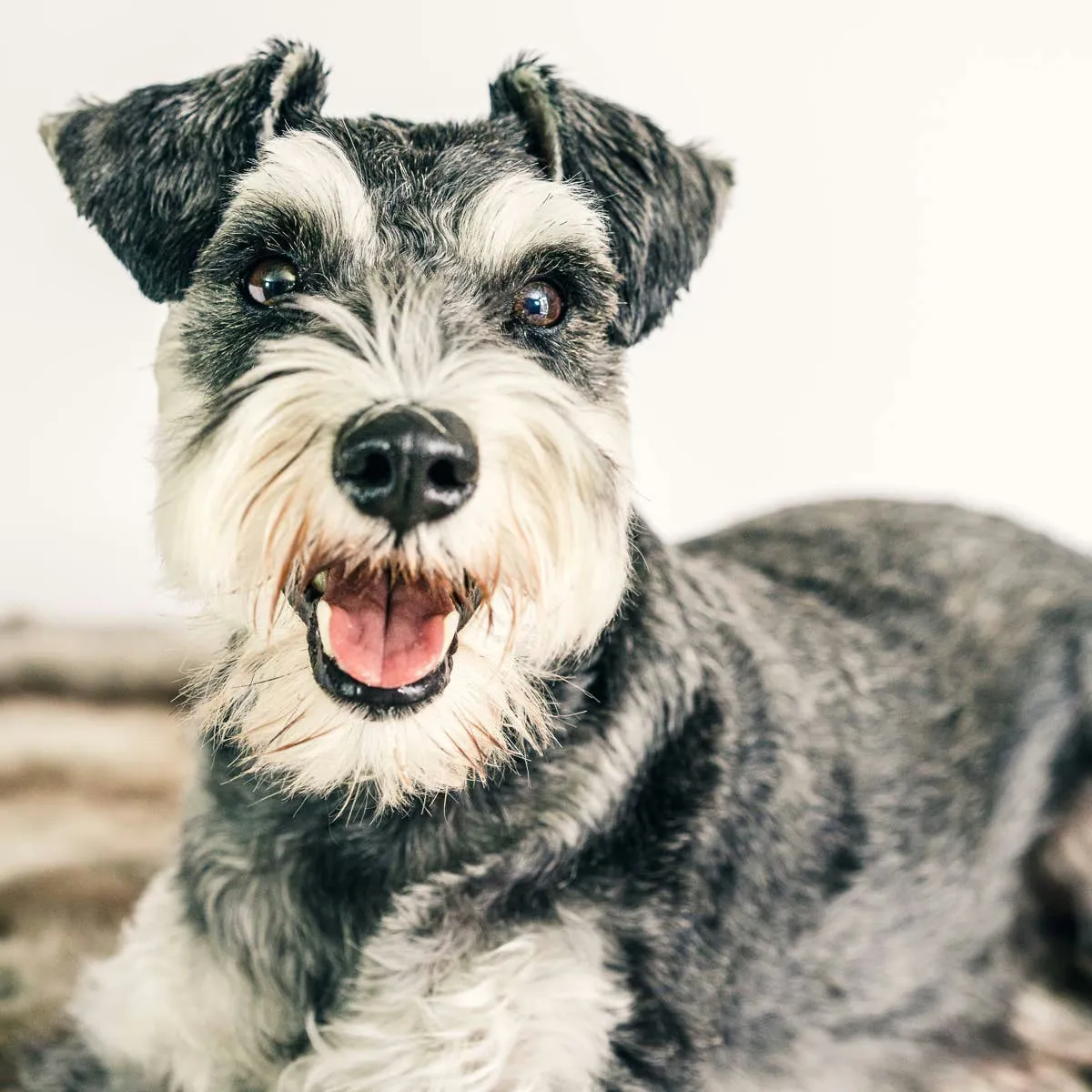 Schnauzer Behaviour Solutions: A Practical Guide for Owners