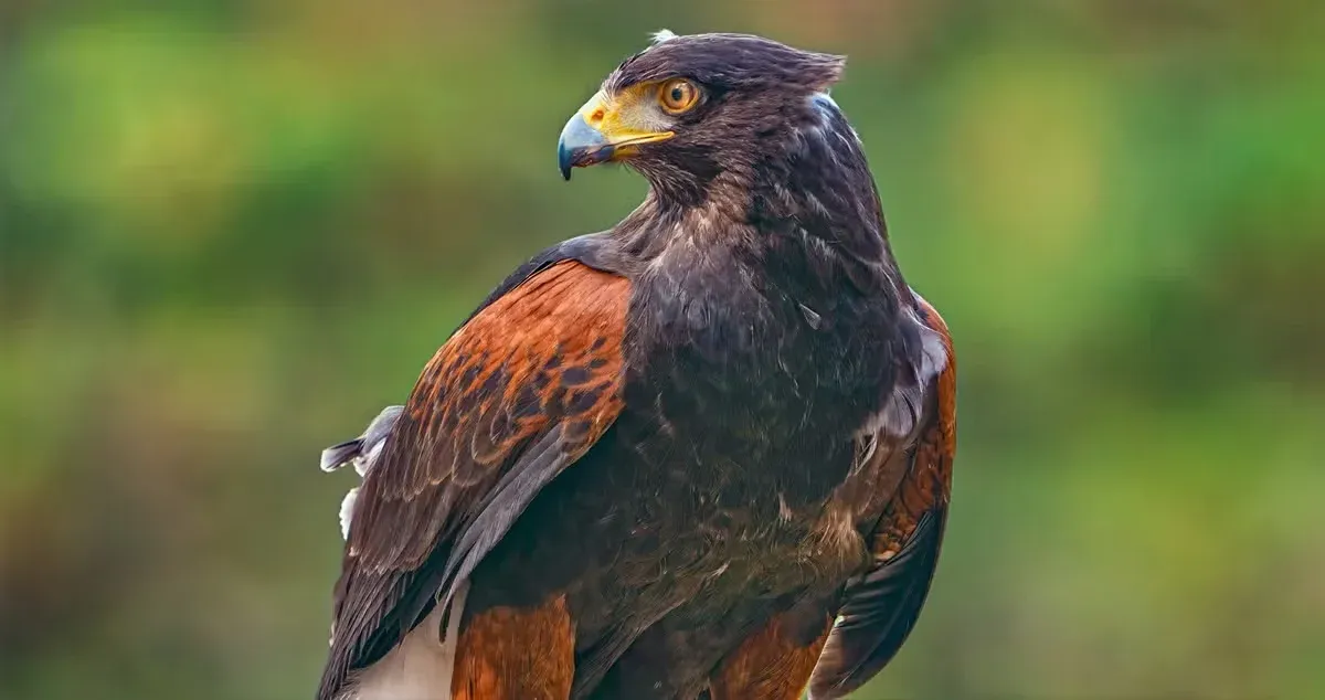 A hawk flying over your house can be seen as a sign of good luck.