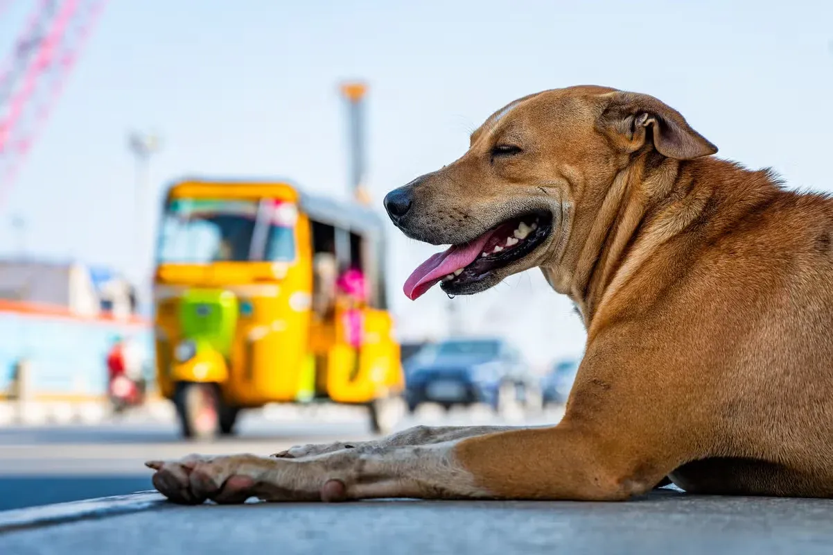 A dog shading himself by a sunny road in Chennai.