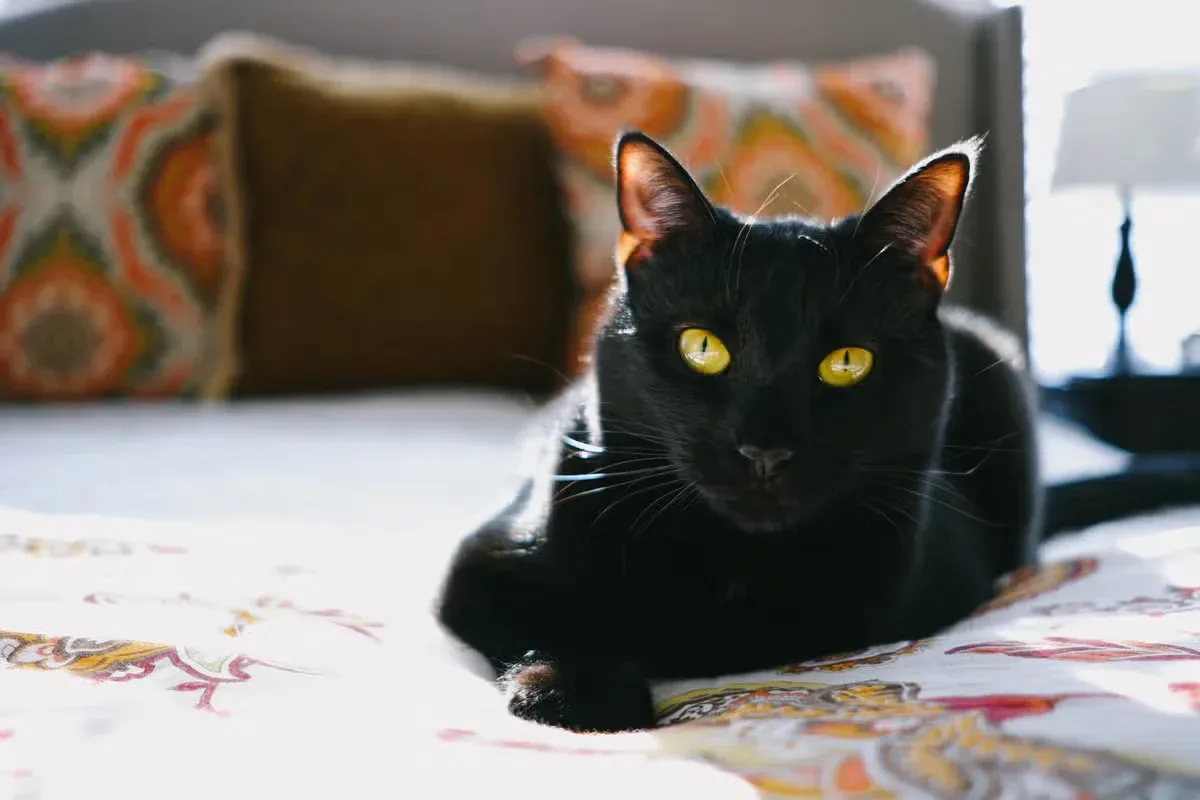 A black cat relaxing on their parent's bed.