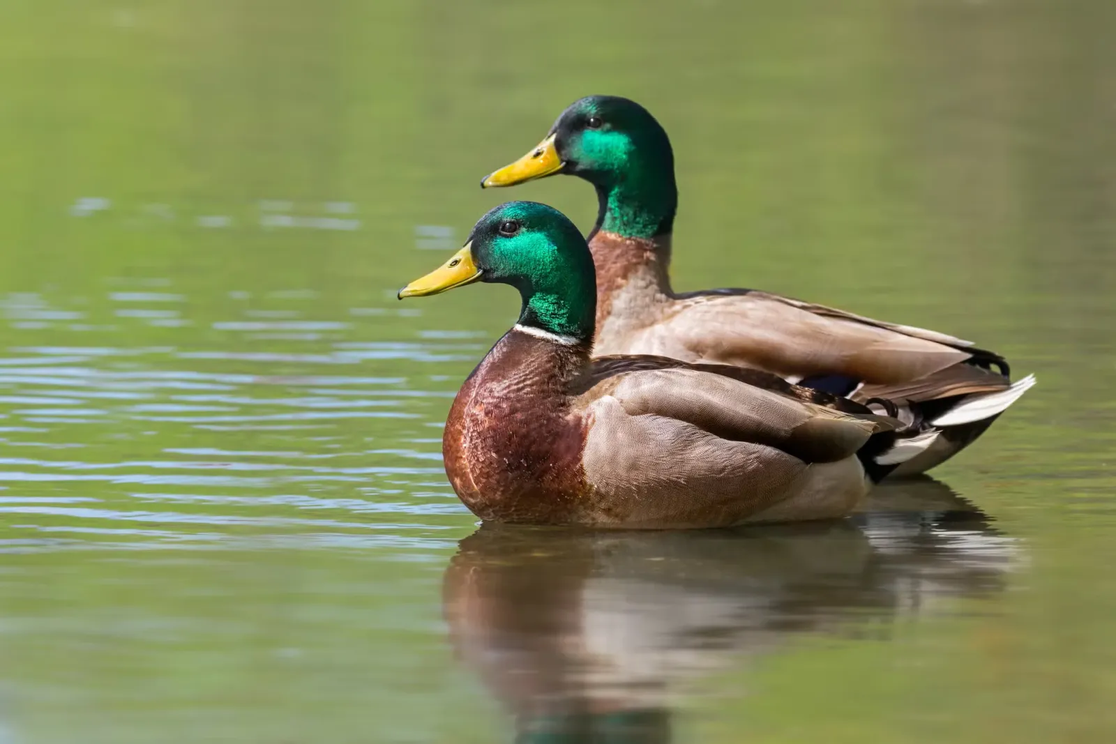 A pair of ducks swimming.