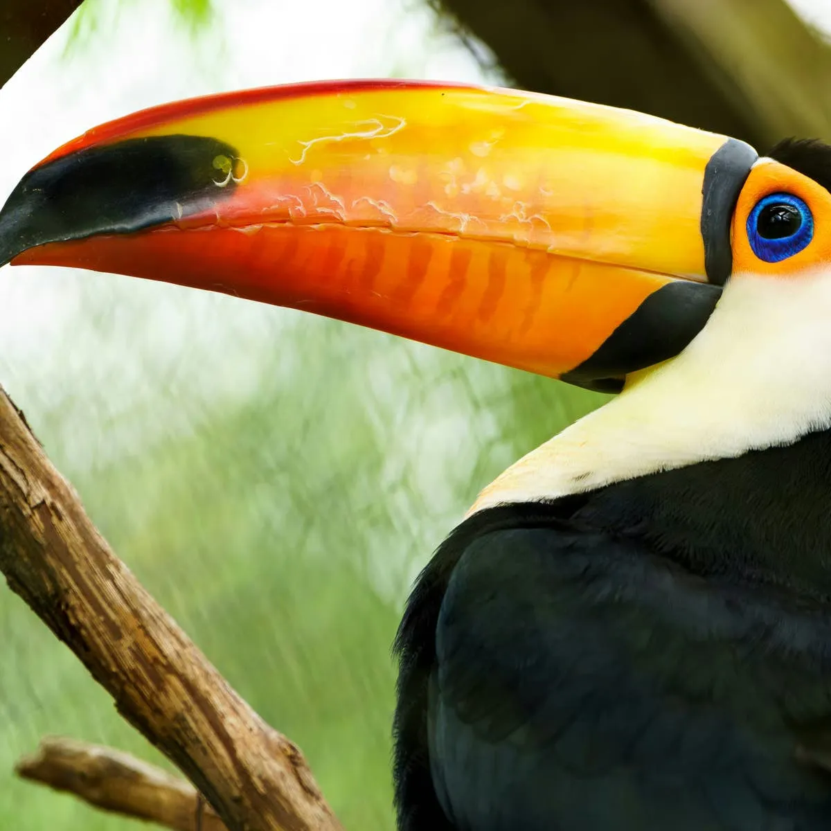 Toucan Figures Out How to Operate the Fridge Water Dispenser