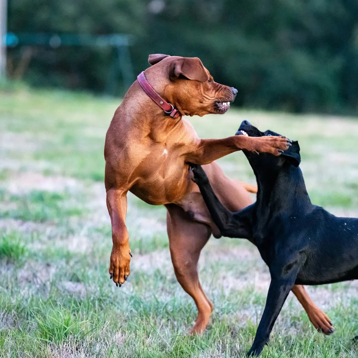 Understanding Aggression in Neutered Dogs Toward Intact Males