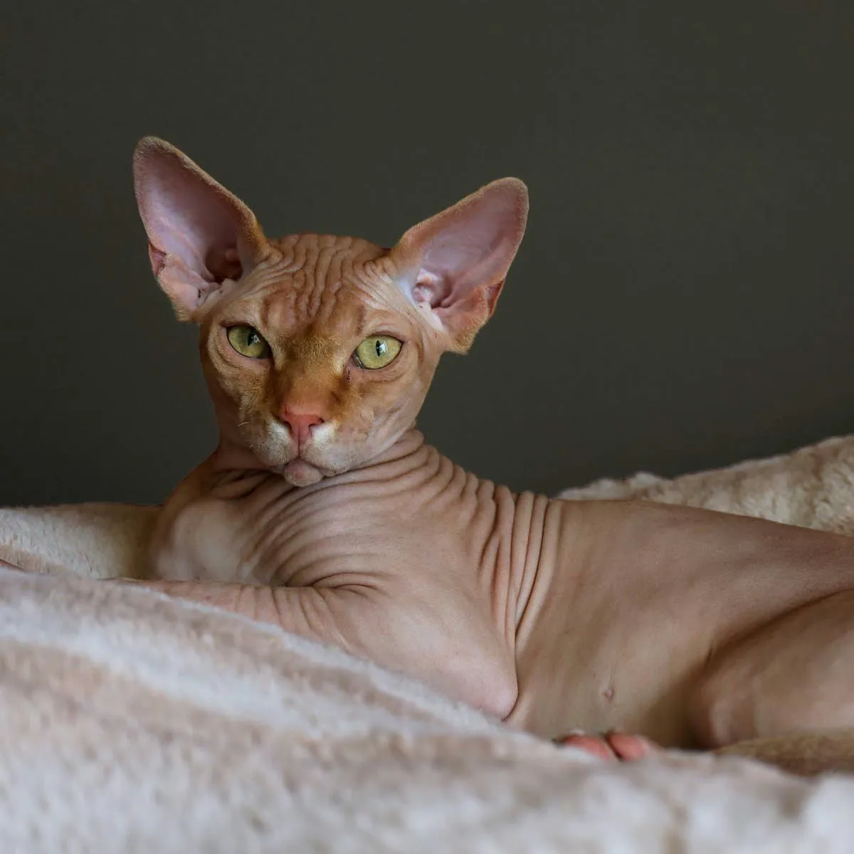 Naming Your Furless Feline: A Creative Collection