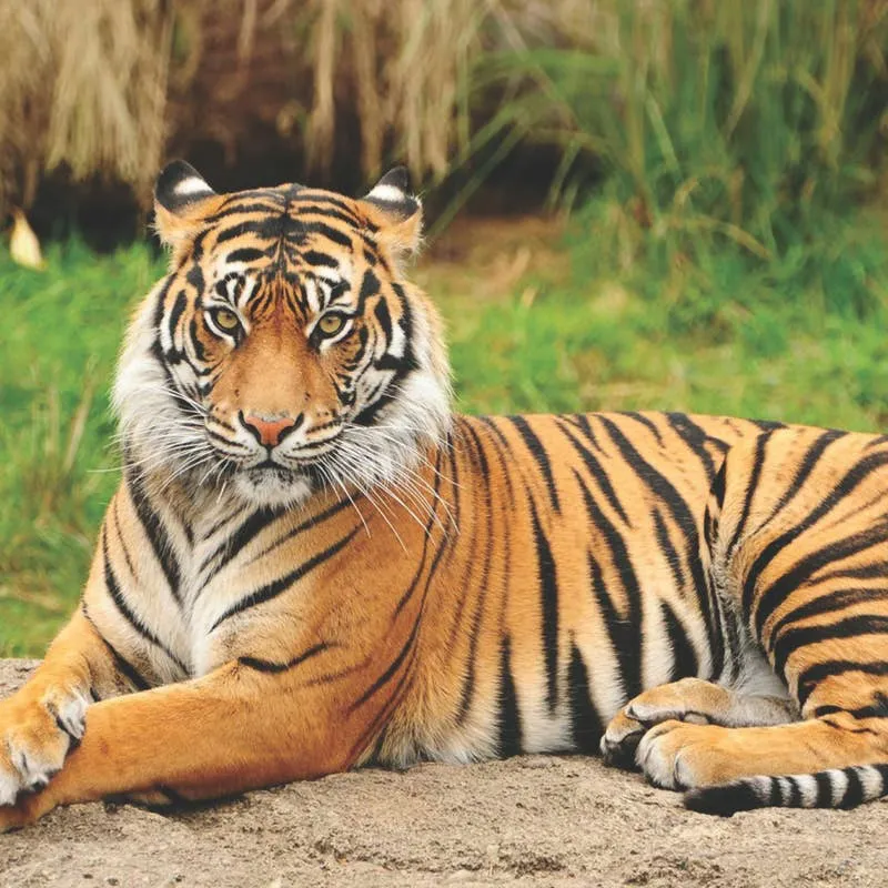 Tiger Name Ideas: 80 Roaring Options for Your Jungle-Inspired Pet