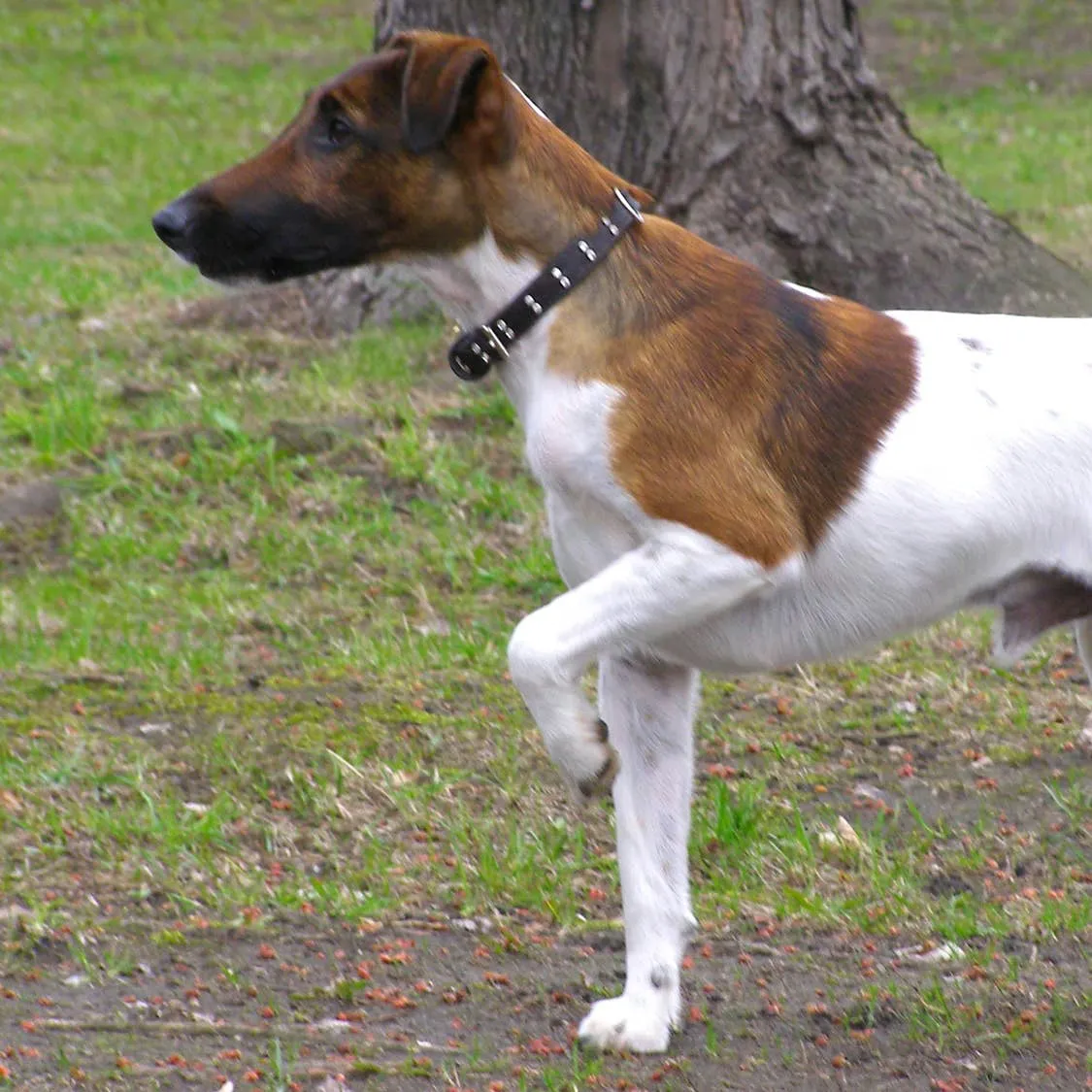 Meet the Smooth Fox Terrier: A Lively and Affectionate Family Dog